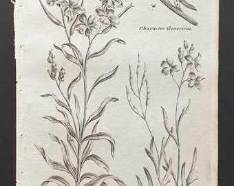 Common Wallflower and Sea Wallflower - Original 1802 Culpeper engraving (188)