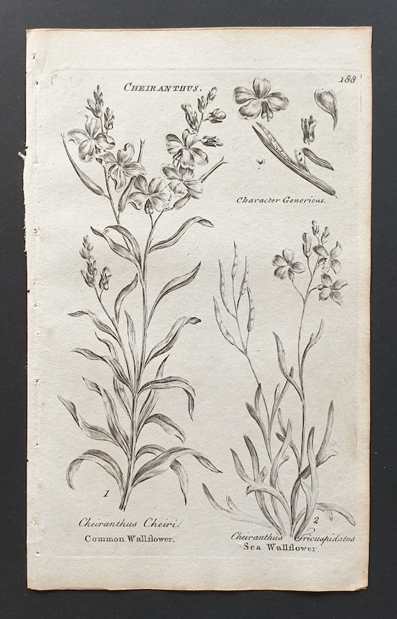 Common Wallflower and Sea Wallflower - Original 1802 Culpeper engraving (188)