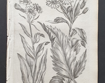 Mountain Ragwort, and Marsh Flebane - Original 1802 Culpeper engraving (141)