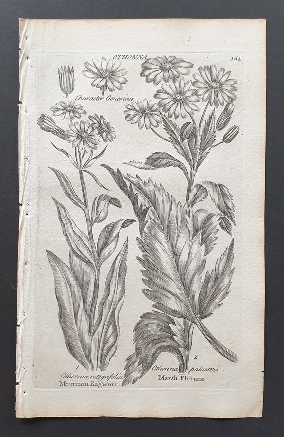 Mountain Ragwort, and Marsh Flebane - Original 1802 Culpeper engraving (141)