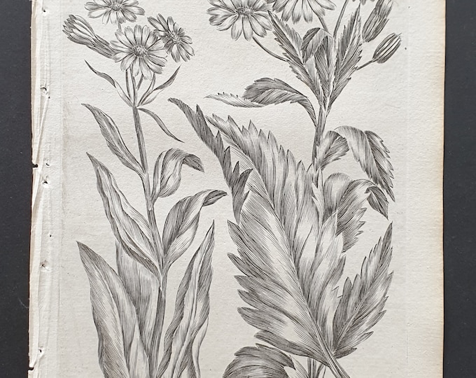 Mountain Ragwort, and Marsh Flebane - Original 1802 Culpeper engraving (141)
