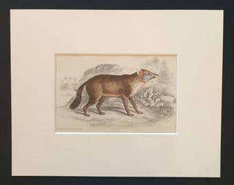 Dun Footed Aguara Dog - Original 1839 hand coloured mammalia print in mount
