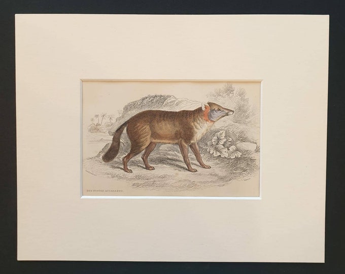 Original 1839 hand coloured mammalia print in mount - Dun Footed Aguara Dog