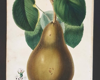 Absolutely stunning 1829 hand coloured Practical Gardener print - The Marie Louise Pear