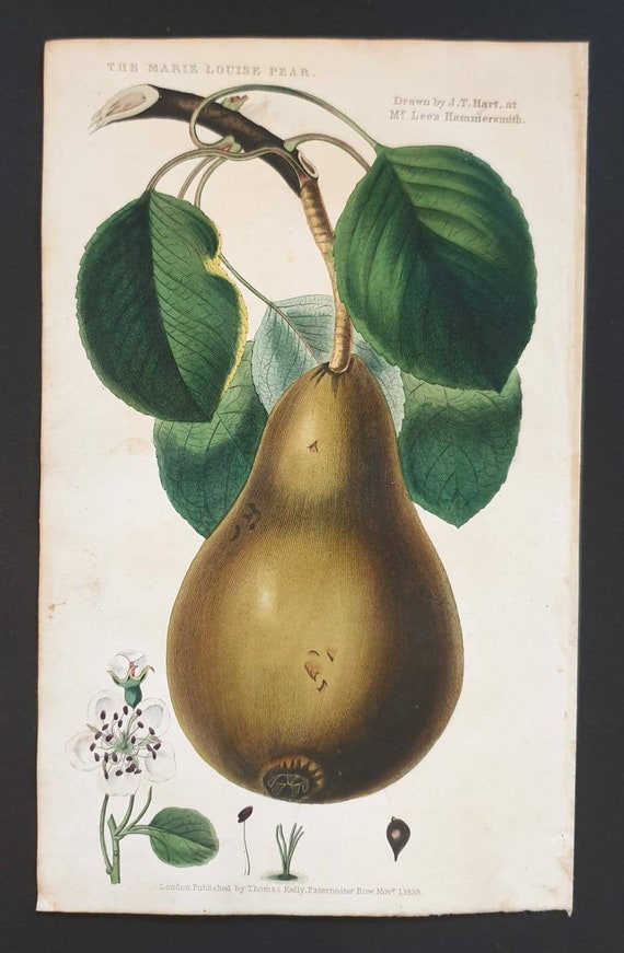 Absolutely stunning 1829 hand coloured Practical Gardener print - The Marie Louise Pear