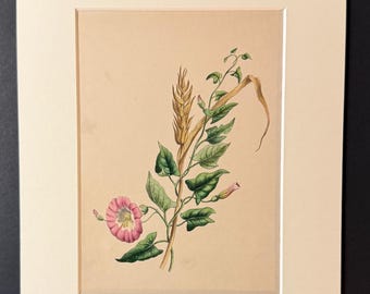 The Small Bindweed Or Field Convol Vulus - Original 1840 Hand Coloured Print