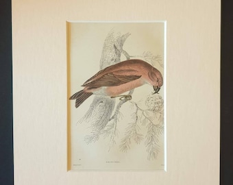 Cross Bill - Original c1840 hand coloured bird print in mount