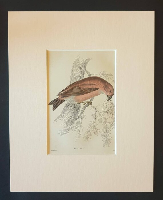Original c1840 hand coloured bird print in mount - Cross Bill