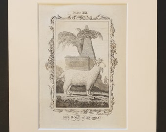 She Goat of Angora - Original 1791 Buffon print in mount