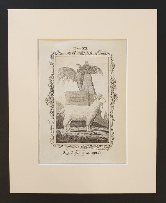 She Goat of Angora - Original 1791 Buffon print in mount