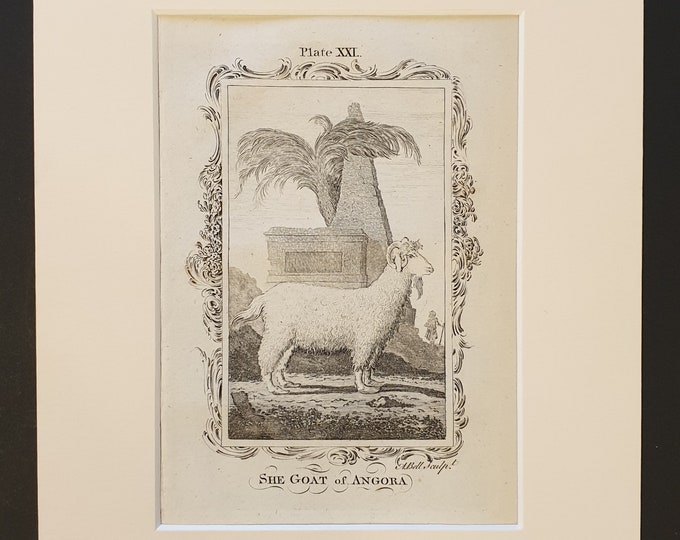 She Goat of Angora - Original 1791 Buffon print in mount