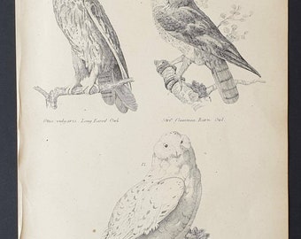 Owls - Original c1860's Museum of Natural History print