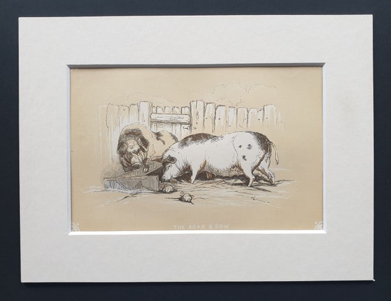 The Boar and Sow - Original 1851 John Tallis woodblock print