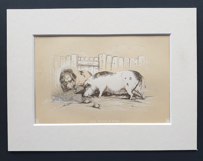 The Boar and Sow - Original 1851 John Tallis woodblock print