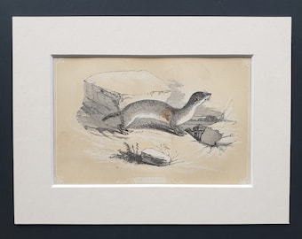 The Weasel - Original 1851 John Tallis woodblock print