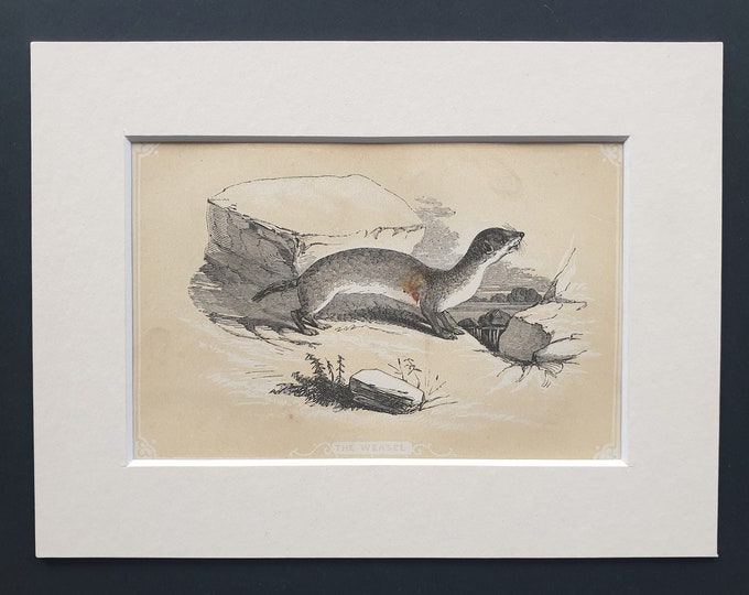 The Weasel - Original 1851 John Tallis woodblock print