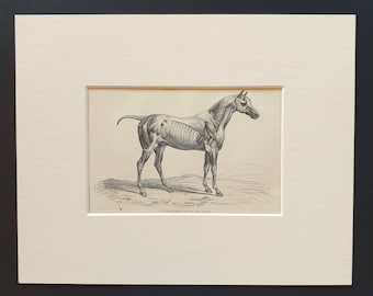 External Muscles of the Horse - Original 1841 print in mount