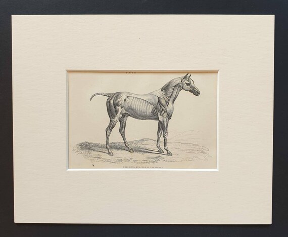 Original 1841 External Muscles of the Horse print in mount