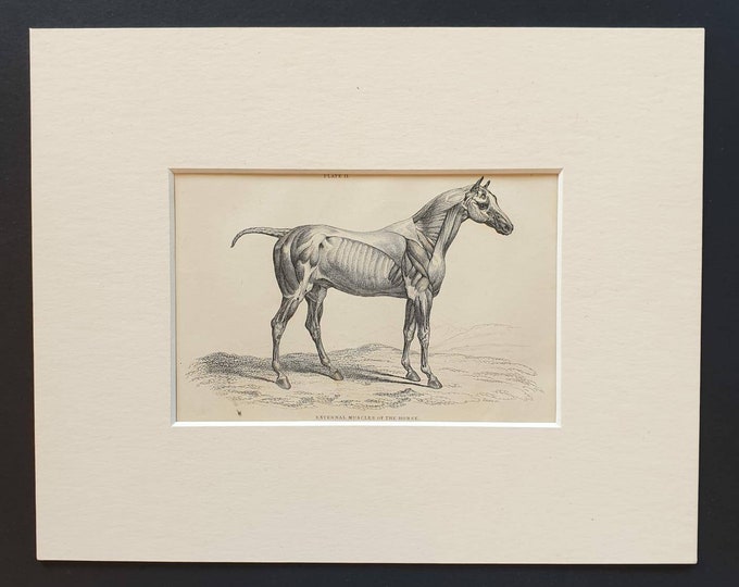 Original 1841 External Muscles of the Horse print in mount