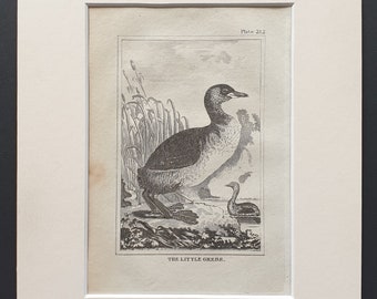 The Little Grebe -  Original 1812 Buffon print in mount (212)