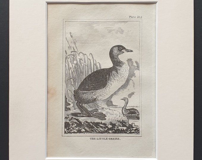 The Little Grebe -  Original 1812 Buffon print in mount (212)