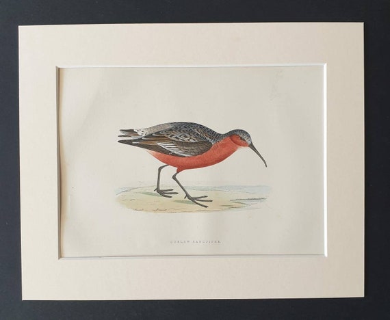 Original 1891 hand coloured bird print in mount - Curlew Sandpiper