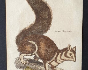 Great Squirrel - Original 1821 hand coloured animal print