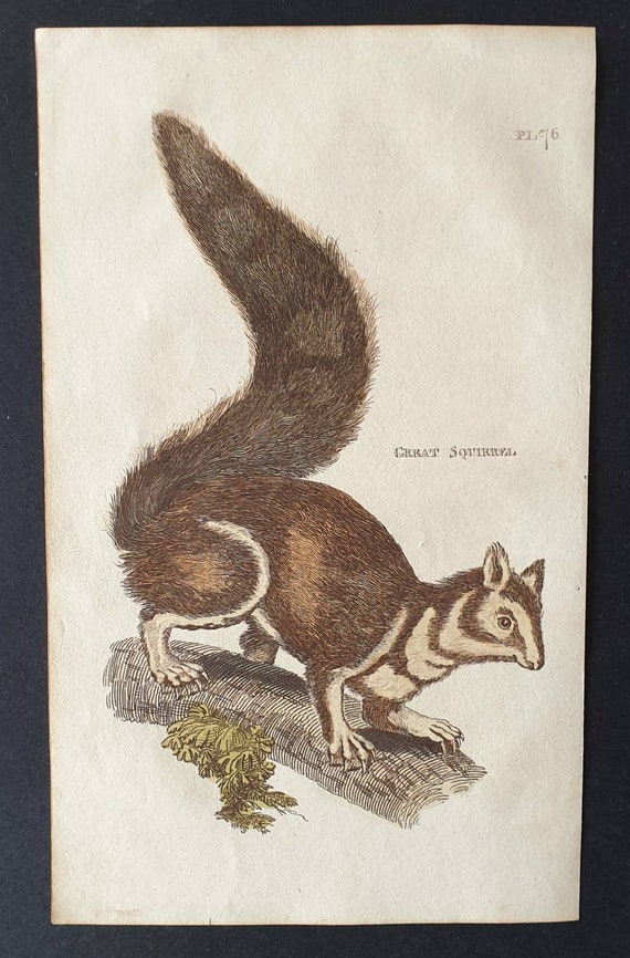 Original 1821 hand coloured animal print - Great Squirrel
