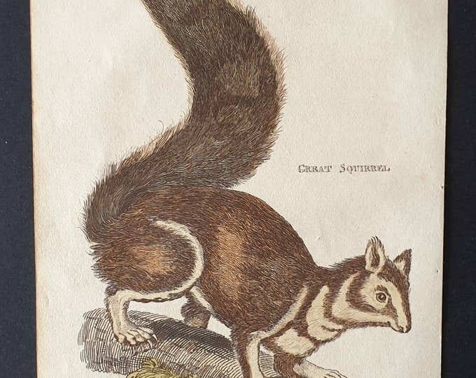 Original 1821 hand coloured animal print - Great Squirrel