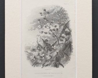 Rhododendron Dalhousiae - Original 1866 woodcut print in mount