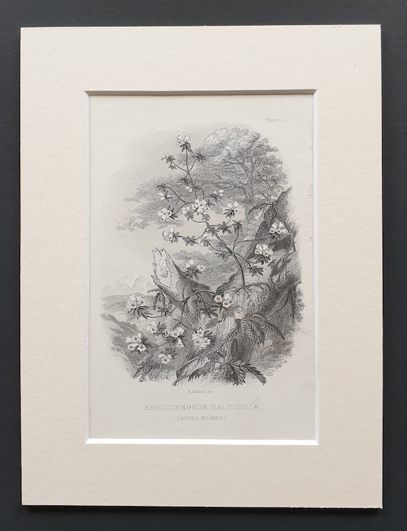 Rhododendron Dalhousiae - Original 1866 woodcut print in mount