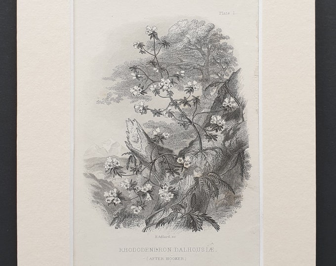Rhododendron Dalhousiae - Original 1866 woodcut print in mount
