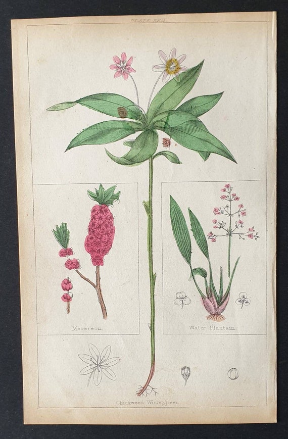 Original 1854 hand coloured botanical print