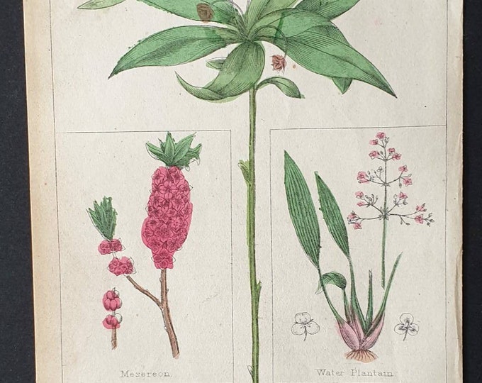Original 1854 hand coloured botanical print