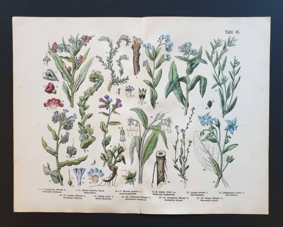 Original 1888 hand coloured large botanical print - Plate 66