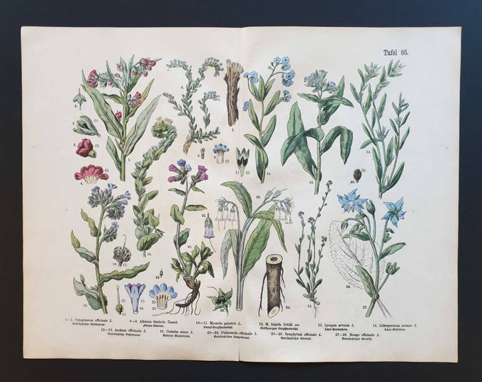 Original 1888 hand coloured large botanical print - Plate 66
