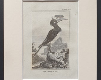 The Horn Bill - Original 1812 Buffon print in mount (169)
