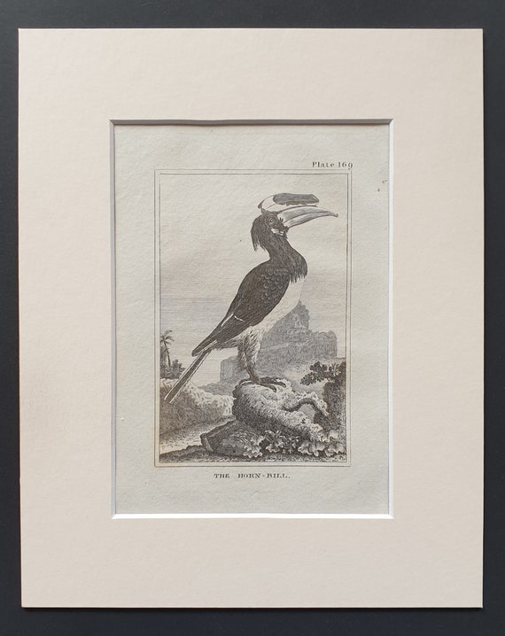 The Horn Bill - Original 1812 Buffon print in mount (169)