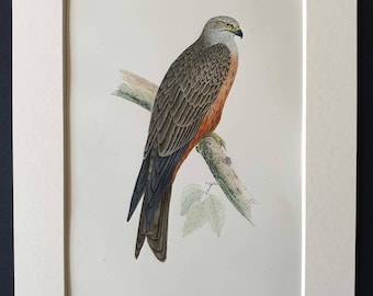 Black Kite - Original 1891 hand coloured bird print in mount