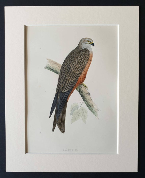 Original 1891 hand coloured bird print in mount - Black Kite