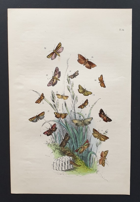 The Wall Grey Moth and others - Original hand coloured 1860 print
