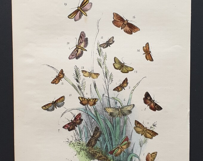 The Wall Grey Moth and others - Original hand coloured 1860 print