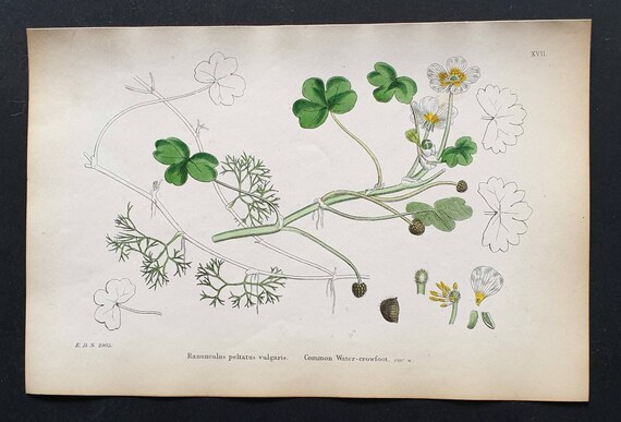 Original 1863 hand coloured botanical print - Common Water Crowfoot