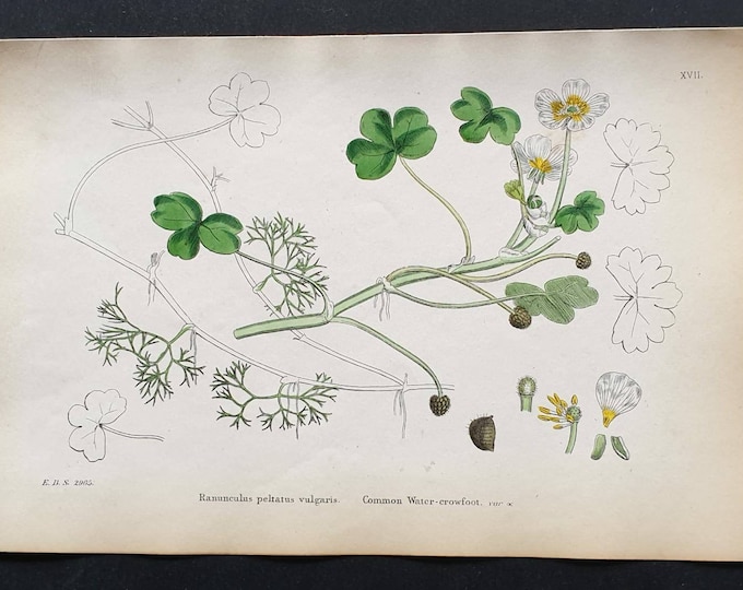 Original 1863 hand coloured botanical print - Common Water Crowfoot