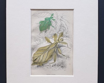 Walking Leaf (Phyllium siccifolium) - Original c1860 hand coloured insect print in mount