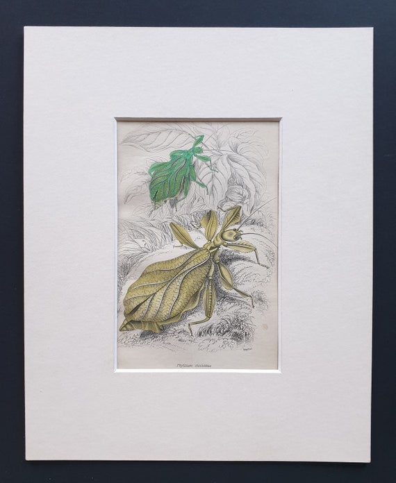 Walking Leaf (Phyllium siccifolium) - Original c1860 hand coloured insect print in mount