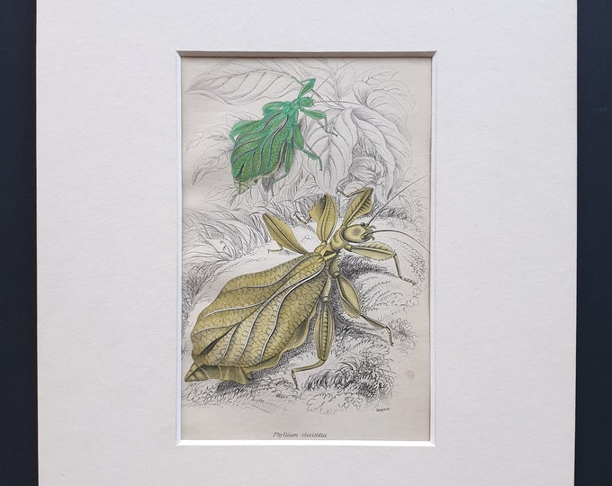 Walking Leaf (Phyllium siccifolium) - Original c1860 hand coloured insect print in mount
