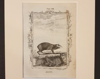 Agouti - Original 1791 Buffon print in mount