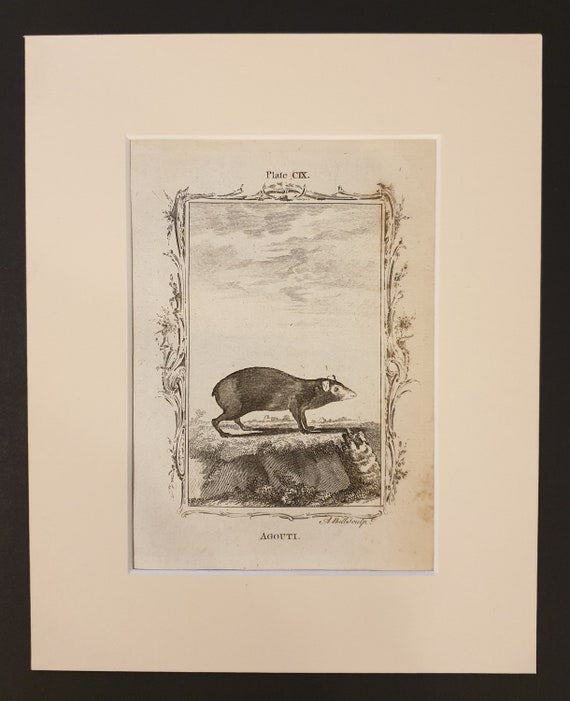 Agouti - Original 1791 Buffon print in mount