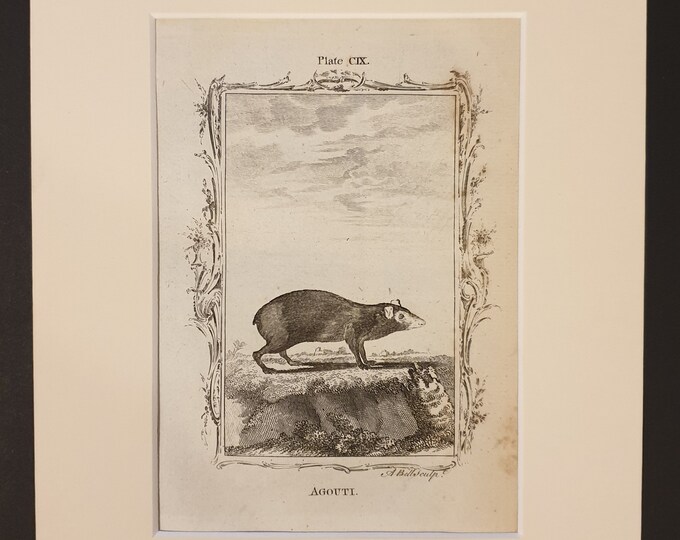 Agouti - Original 1791 Buffon print in mount